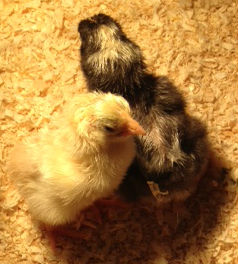 eggs14 chicks5