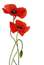 poppy flower isolated 269249371