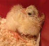 eggs14 chick1